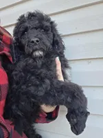 Prince, a male Poodle - Standard  for sale in Golden, MO – Photo 3 of 4