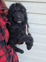 Prince, a male Poodle - Standard  for sale in Golden, MO – Photo 2 of 4