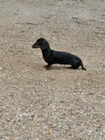 Rose, a female Miniature Dachshund for sale in Golden, MO – 2 of 2
