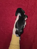 processed/5dd490bf-5252-45b5-a1cd-18017cf75f21/listing/5e6fb501-abb3-4fe4-a2a7-10bfba69641c/3ae59a5c-e75e-4f5c-927b-cd619ff6f134