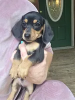 Biscuit, a male Dachshund and Miniature Dachshund for sale in Golden, MO – 2 of 4