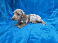 Rolo, a male Dachshund and Miniature Dachshund for sale in Golden, MO – 2 of 6