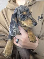 Pumpkin, a female Dachshund and Miniature Dachshund for sale in Golden, MO – 4 of 4