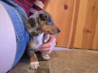 Cranberry, a female Dachshund and Miniature Dachshund for sale in Golden, MO – 2 of 5