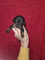 processed/5dd490bf-5252-45b5-a1cd-18017cf75f21/listing/6b2f3fd0-2ec2-464a-a167-0d9c0bc4ac7f/86834c87-f47f-4b3a-8379-383bec5d4d1a