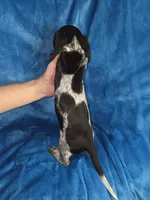 Boomer, a male Miniature Dachshund for sale in Golden, MO – Photo 5 of 5