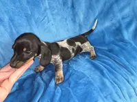 Boomer, a male Miniature Dachshund for sale in Golden, MO – Photo 2 of 5