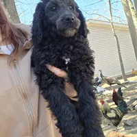 Princess, a female Poodle - Standard  for sale in Golden, MO – Photo 1 of 2