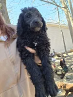 Princess, a female Poodle - Standard  for sale in Golden, MO – Photo 1 of 2