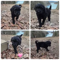 Princess, a female Poodle - Standard  for sale in Golden, MO – Photo 2 of 2