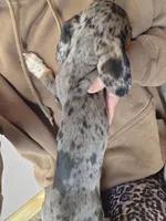 Cranberry, a female Dachshund and Miniature Dachshund for sale in Golden, MO – 5 of 5