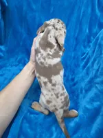 Rolo, a male Dachshund and Miniature Dachshund for sale in Golden, MO – 3 of 6