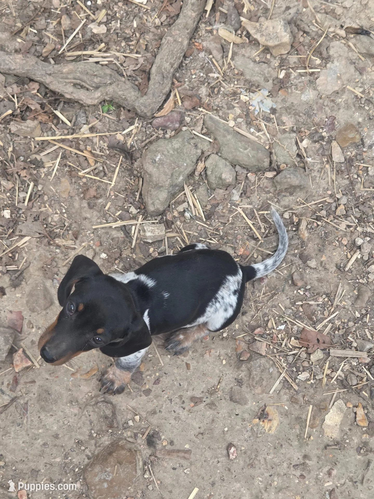 Bowzer – Miniature Dachshund puppy for sale in Golden, MO