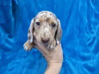 Rolo, a male Dachshund and Miniature Dachshund for sale in Golden, MO – 5 of 6