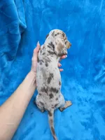Truffle, a female Dachshund and Miniature Dachshund for sale in Golden, MO – 4 of 5