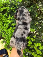 Timmy- AKC, a male Dachshund and Miniature Dachshund for sale in Golden, MO – Photo 3 of 5