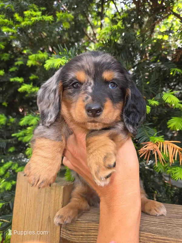 Timmy- AKC – Dachshund, Miniature Dachshund puppy for sale in Golden, MO