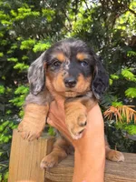 Timmy- AKC, a male Dachshund and Miniature Dachshund for sale in Golden, MO – Photo 1 of 5