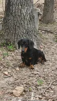 Timmy- AKC, a male Dachshund and Miniature Dachshund for sale in Golden, MO – Photo 4 of 5