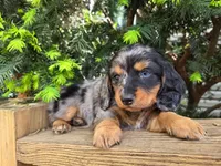 Timmy- AKC, a male Dachshund and Miniature Dachshund for sale in Golden, MO – Photo 2 of 5
