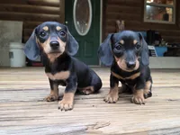 Biscuit, a male Dachshund and Miniature Dachshund for sale in Golden, MO – 4 of 4