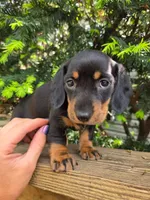 Viola, a female Dachshund and Miniature Dachshund for sale in Golden, MO – 2 of 3