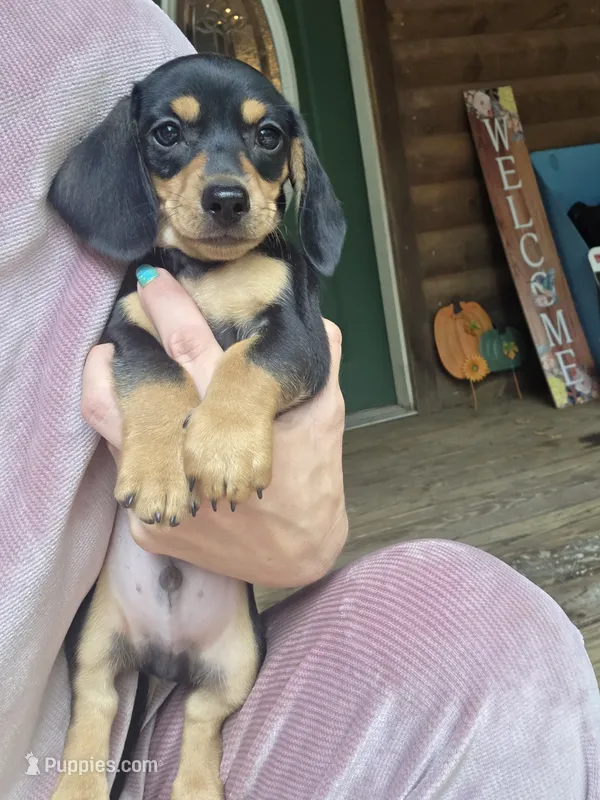 Biscuit – Dachshund, Miniature Dachshund puppy for sale in Golden, MO