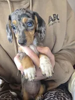 Cranberry, a female Dachshund and Miniature Dachshund for sale in Golden, MO – 1 of 5