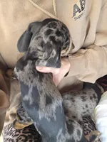 Pumpkin, a female Dachshund and Miniature Dachshund for sale in Golden, MO – 3 of 4