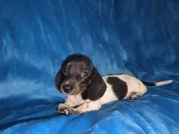 Peanut , a male Miniature Dachshund for sale in Golden, MO – Photo 2 of 4