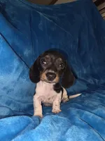 Peanut , a male Miniature Dachshund for sale in Golden, MO – Photo 4 of 4