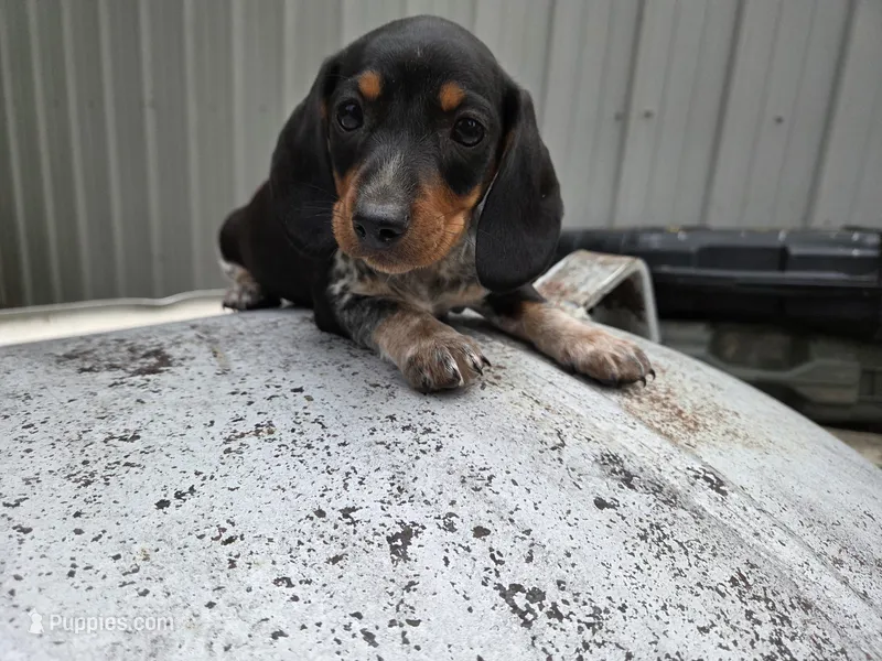 Tom- Ckc – Miniature Dachshund puppy for sale in Golden, MO