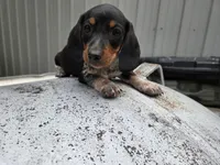 Tom- Ckc, a male Miniature Dachshund for sale in Golden, MO – Photo 1 of 5