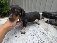Tom- Ckc, a male Miniature Dachshund for sale in Golden, MO – Photo 3 of 5