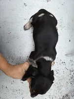 Tom- Ckc, a male Miniature Dachshund for sale in Golden, MO – Photo 5 of 5