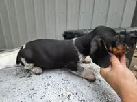Tom- Ckc, a male Miniature Dachshund for sale in Golden, MO – Photo 2 of 5