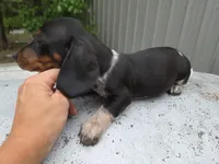 Tom- Ckc, a male Miniature Dachshund for sale in Golden, MO – Photo 4 of 5