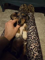 Cranberry, a female Dachshund and Miniature Dachshund for sale in Golden, MO – 4 of 5