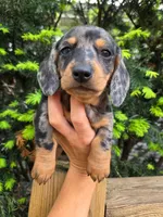 Vicky- AKC, a female Dachshund and Miniature Dachshund for sale in Golden, MO – Photo 2 of 5