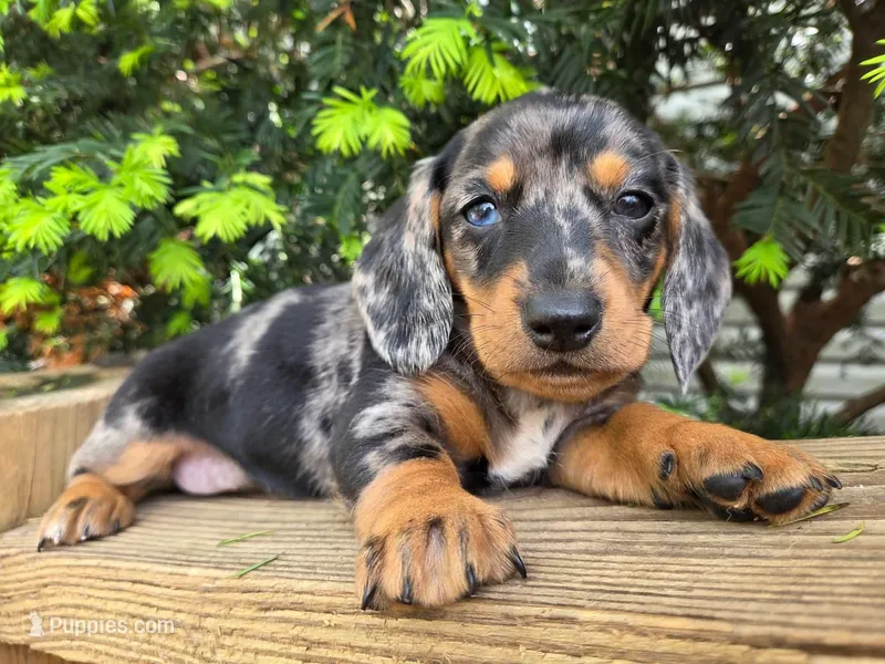 Vicky- AKC – Dachshund, Miniature Dachshund puppy for sale in Golden, MO