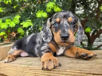 Vicky- AKC, a female Dachshund and Miniature Dachshund for sale in Golden, MO – Photo 1 of 5