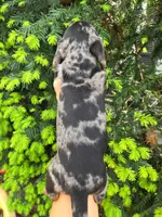 Vicky- AKC, a female Dachshund and Miniature Dachshund for sale in Golden, MO – Photo 3 of 5