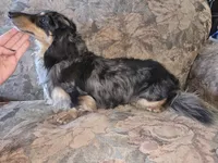 Vicky- AKC, a female Dachshund and Miniature Dachshund for sale in Golden, MO – Photo 5 of 5