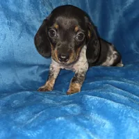 Bowzer, a male Miniature Dachshund for sale in Golden, MO – Photo 1 of 4