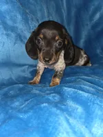 Bowzer, a male Miniature Dachshund for sale in Golden, MO – Photo 1 of 4