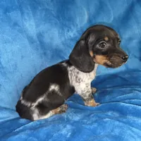 Bowzer, a male Miniature Dachshund for sale in Golden, MO – Photo 2 of 4