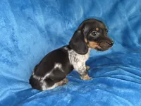 Bowzer, a male Miniature Dachshund for sale in Golden, MO – Photo 2 of 4