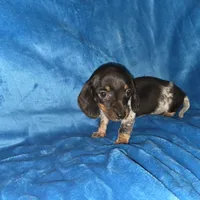 Bowzer, a male Miniature Dachshund for sale in Golden, MO – Photo 3 of 4