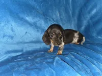 Bowzer, a male Miniature Dachshund for sale in Golden, MO – Photo 3 of 4