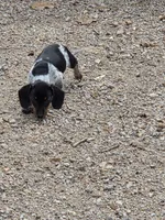 Bowzer, a male Miniature Dachshund for sale in Golden, MO – Photo 2 of 3